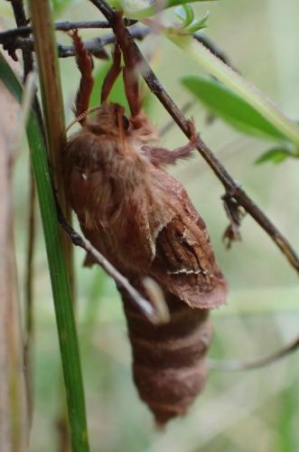 Triodia sylvina